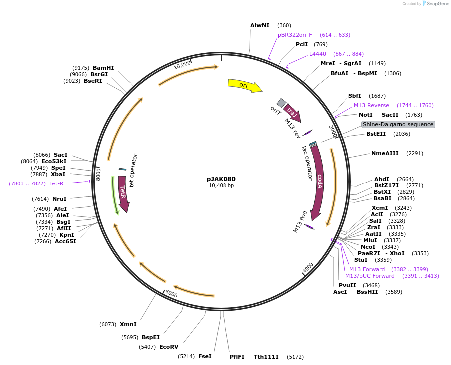 167279-plasmid-map-sequence-id-330742