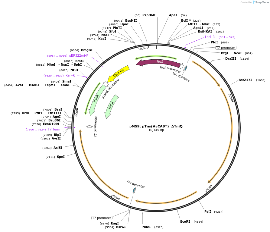 168142-plasmid-map-sequence-id-330767