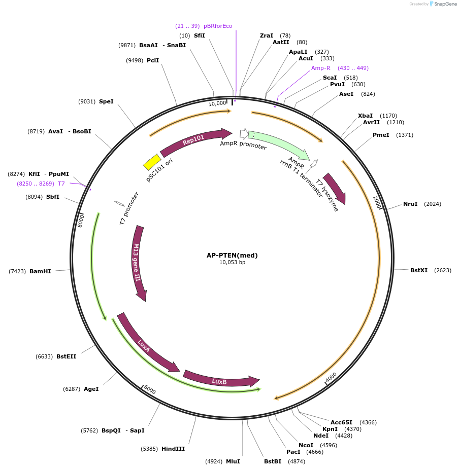 168005-plasmid-map-sequence-id-330807
