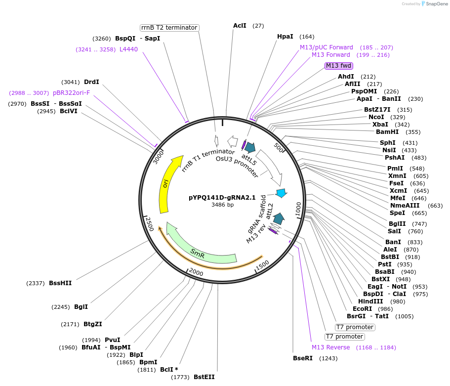 167161-plasmid-map-sequence-id-330817