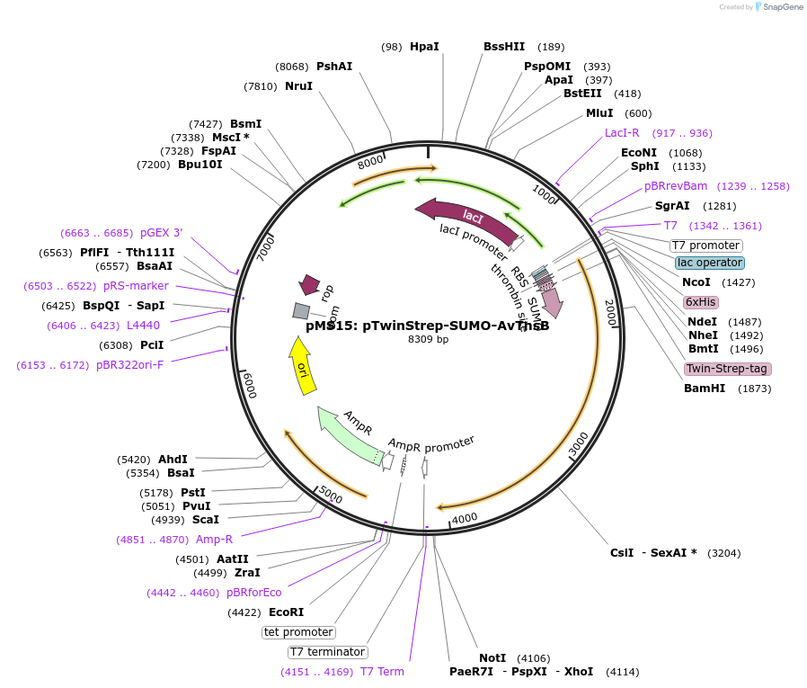 168148-plasmid-map-sequence-id-330859