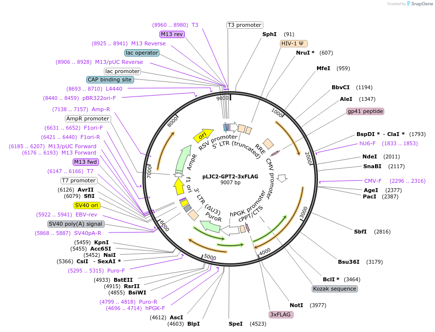 163447-plasmid-map-sequence-id-330864