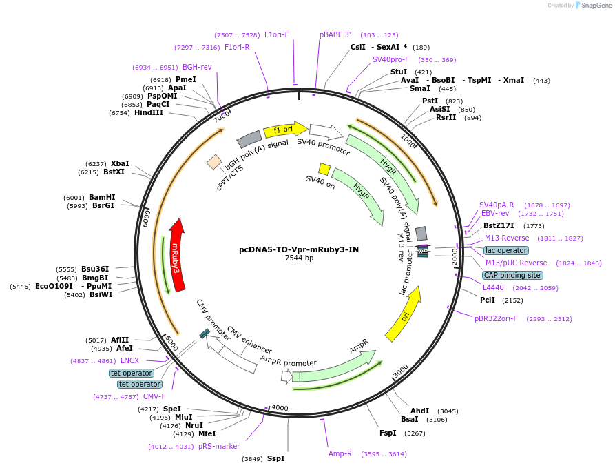 167584-plasmid-map-sequence-id-330872