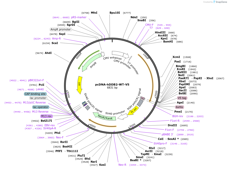 167468-plasmid-map-sequence-id-330890
