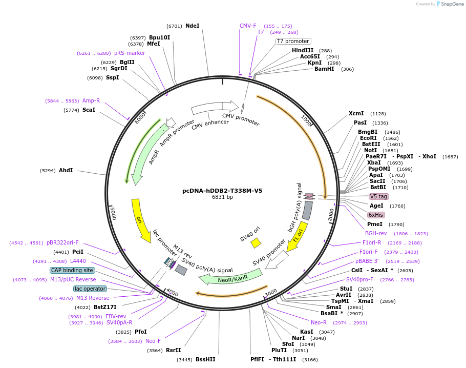 167470-plasmid-map-sequence-id-330891
