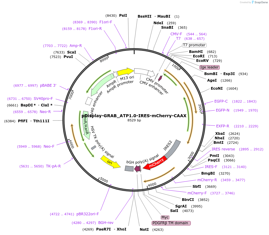 167582-plasmid-map-sequence-id-330892