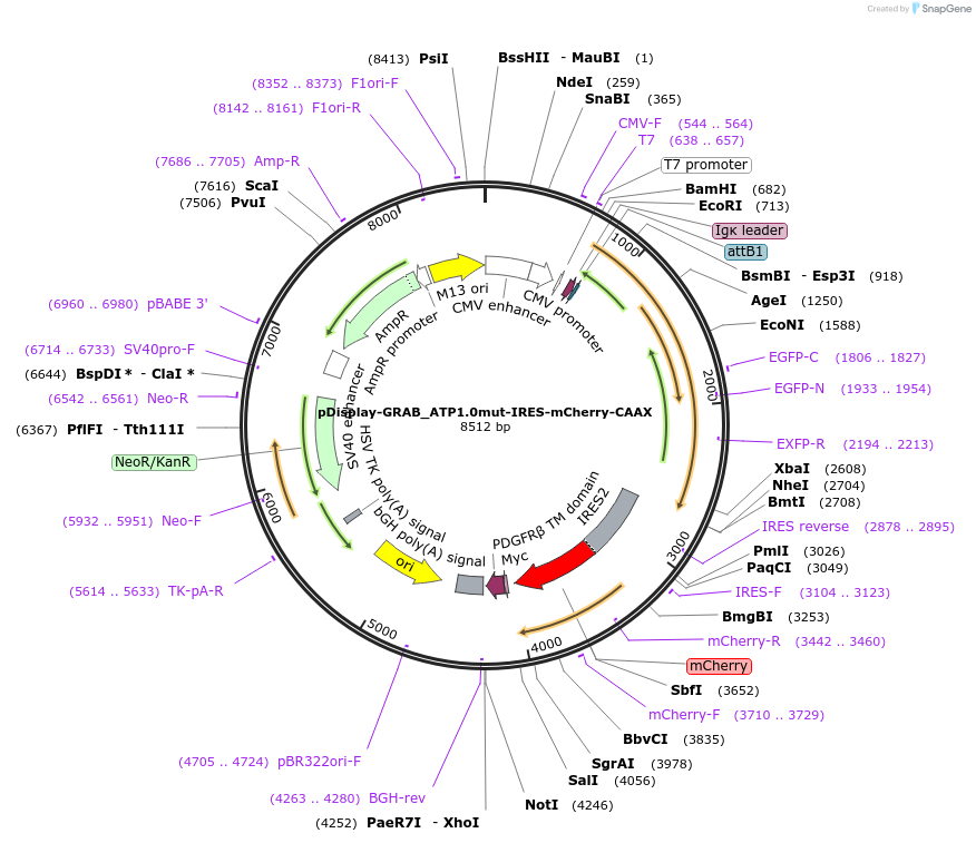 167583-plasmid-map-sequence-id-330893