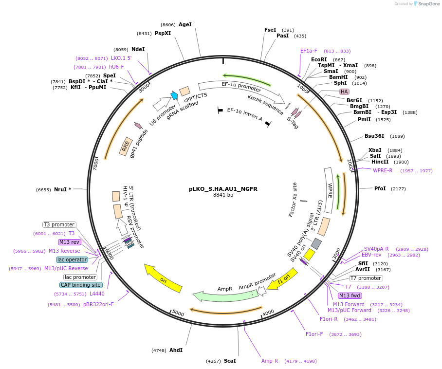 158349-plasmid-map-sequence-id-330895