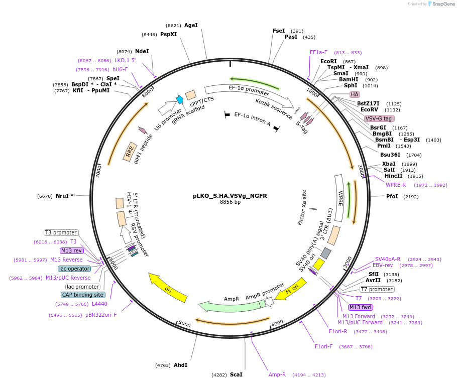 158350-plasmid-map-sequence-id-330896