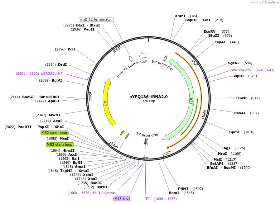 158398-plasmid-map-sequence-id-330906