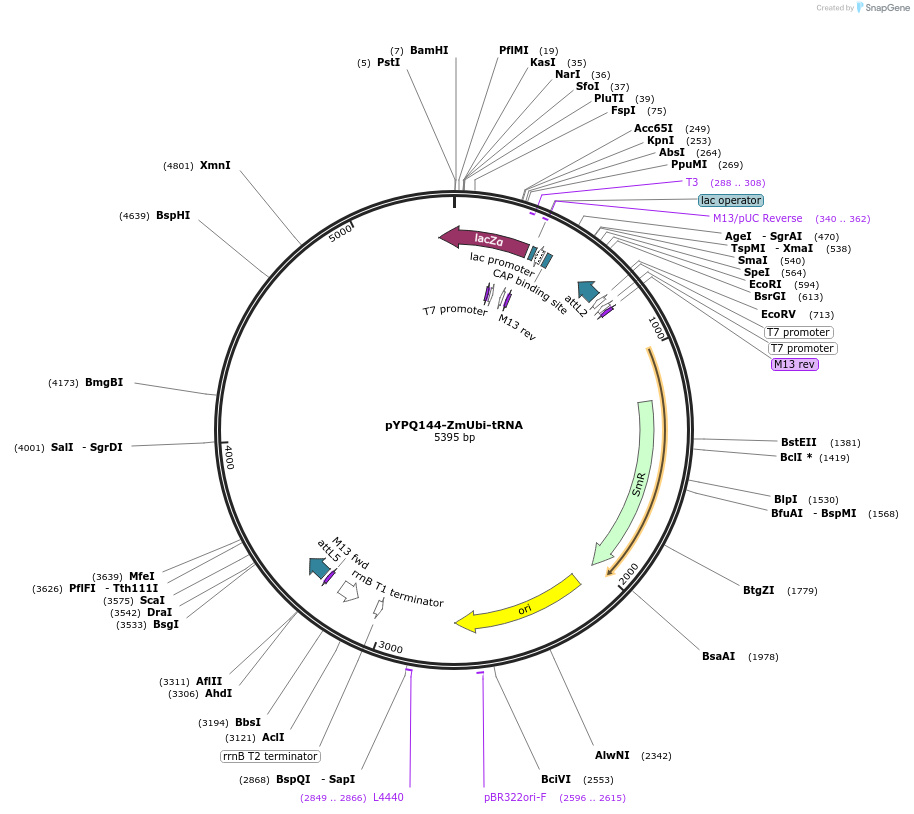 158402-plasmid-map-sequence-id-330916