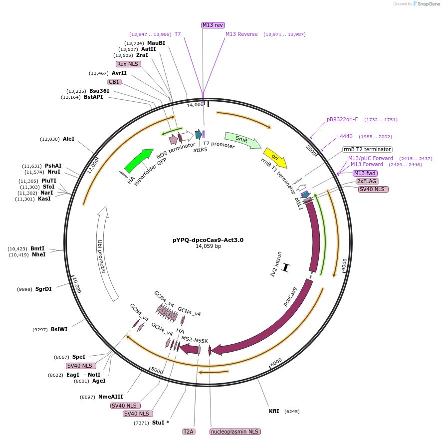 158408-plasmid-map-sequence-id-330919