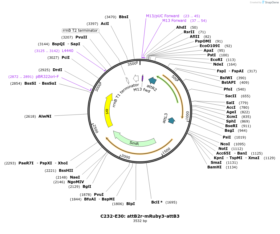 162907-plasmid-map-sequence-id-330925