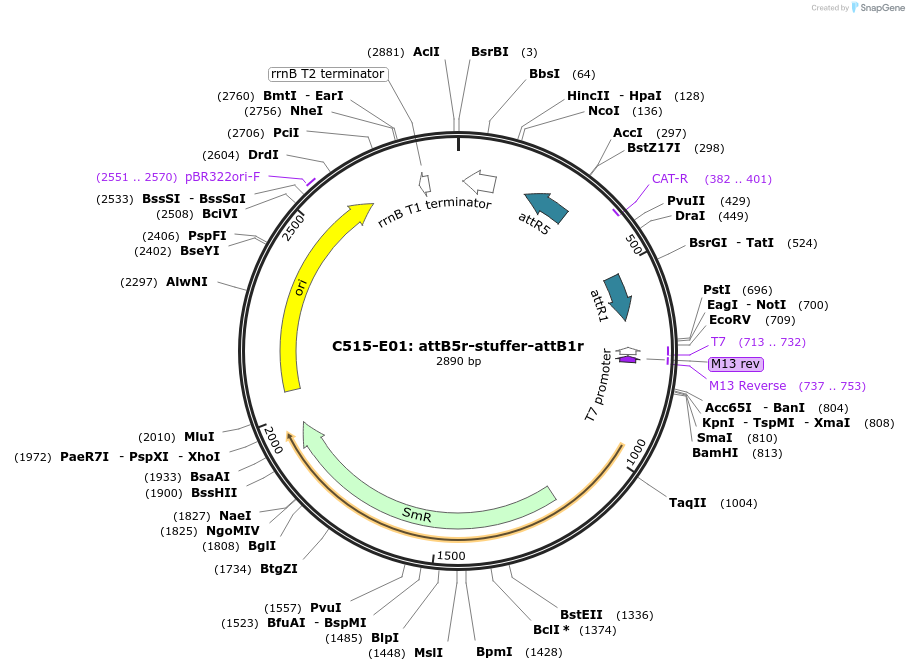 162968-plasmid-map-sequence-id-330947