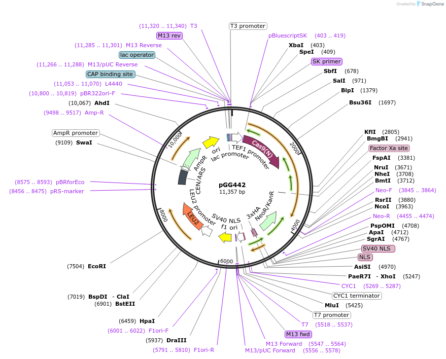 165616-plasmid-map-sequence-id-330958
