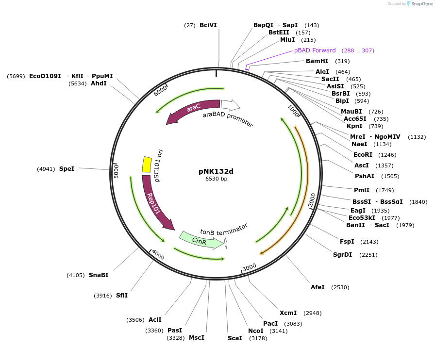 156370-plasmid-map-sequence-id-330959