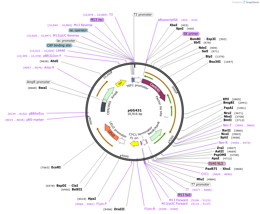 165615-plasmid-map-sequence-id-330960