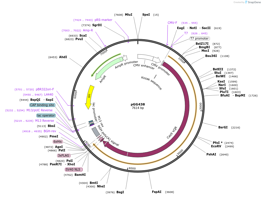 165486-plasmid-map-sequence-id-330963