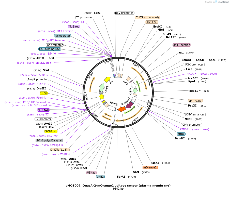 163043-plasmid-map-sequence-id-330969