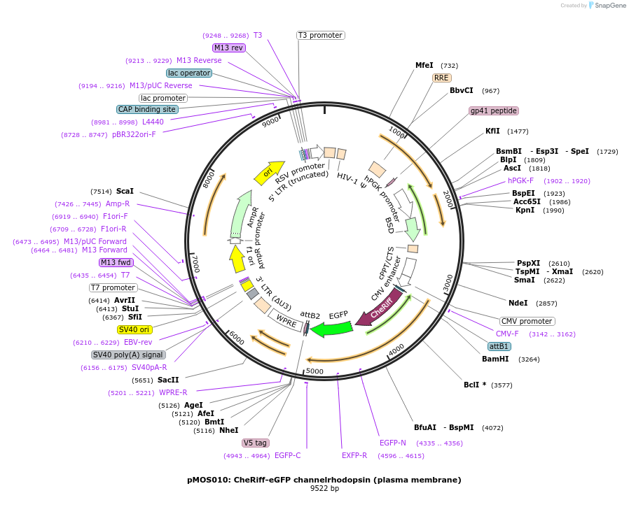 163044-plasmid-map-sequence-id-330970