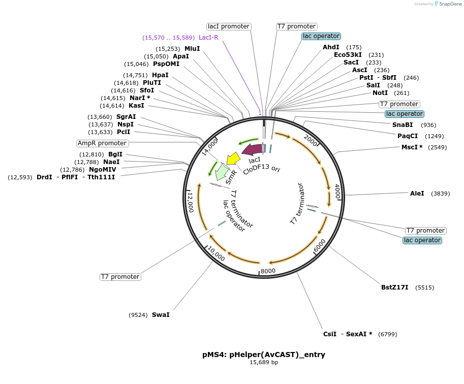 168137-plasmid-map-sequence-id-330973