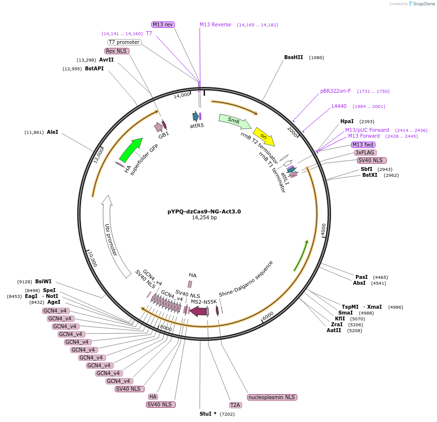 158415-plasmid-map-sequence-id-331006