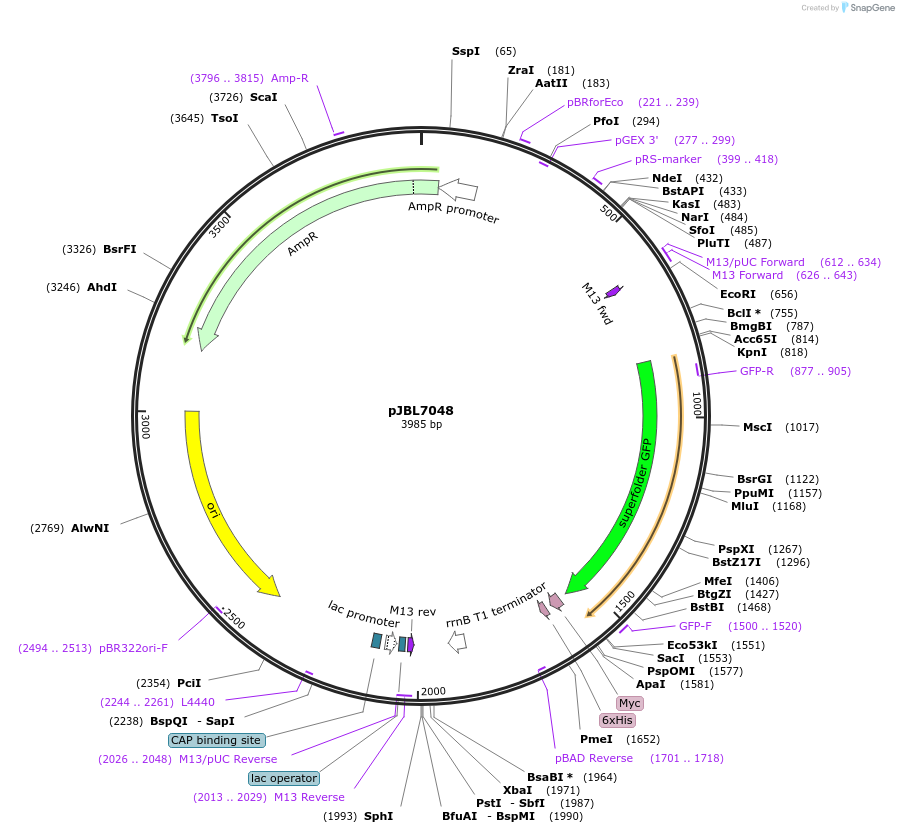 167218-plasmid-map-sequence-id-331012