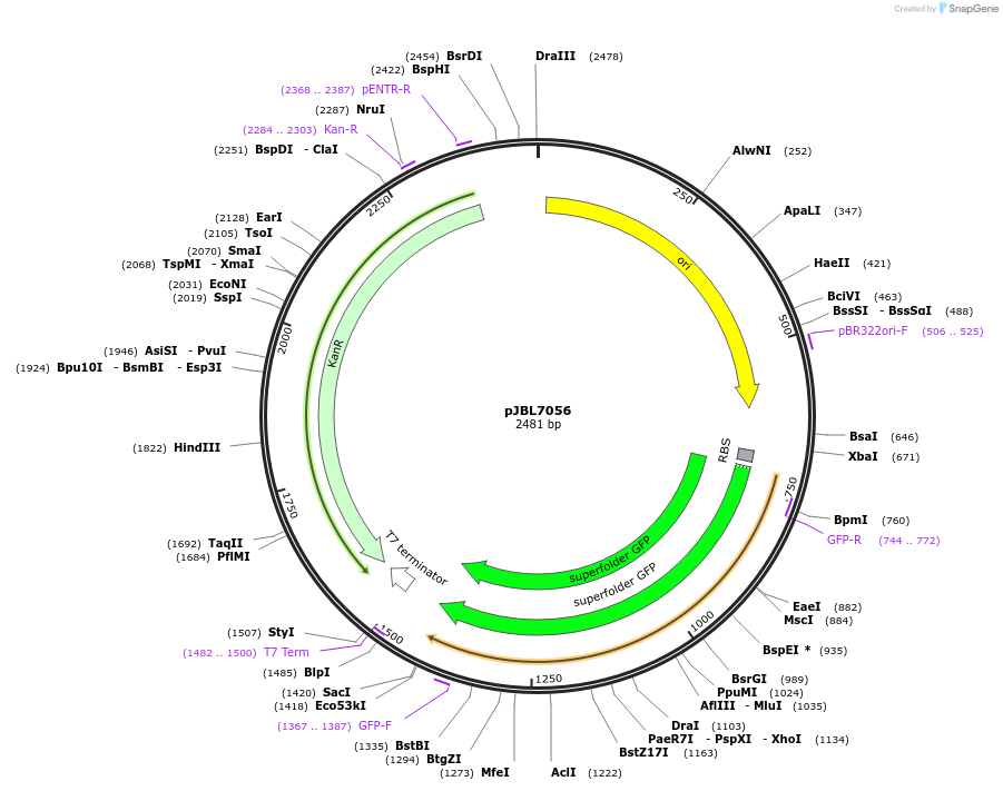 167225-plasmid-map-sequence-id-331032
