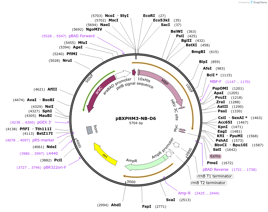 167989-plasmid-map-sequence-id-331034
