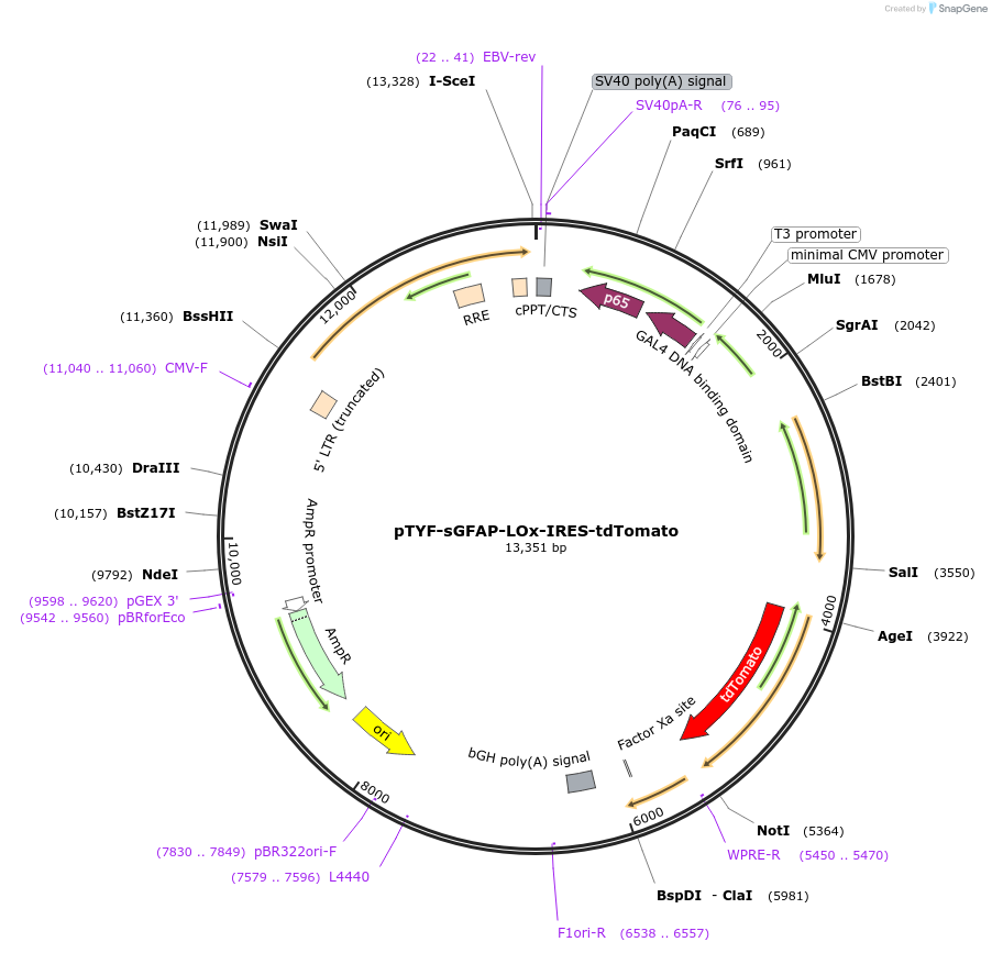 166919-plasmid-map-sequence-id-331035