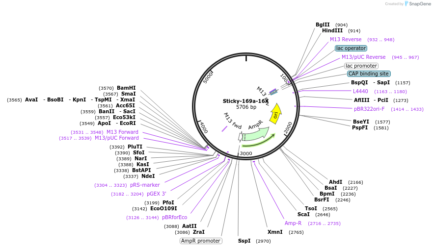 164495-plasmid-map-sequence-id-331039