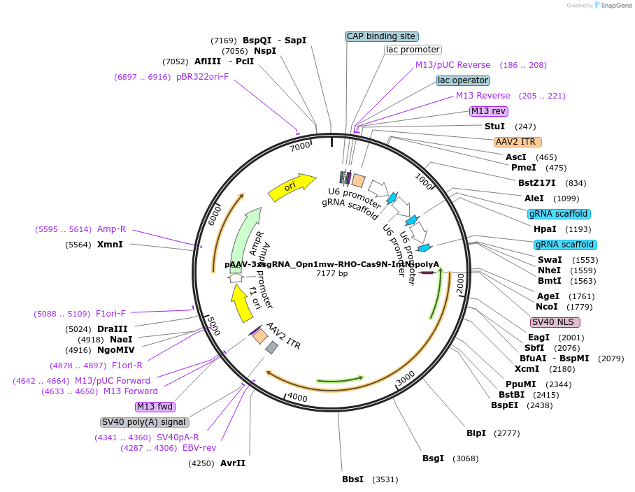 165450-plasmid-map-sequence-id-331048