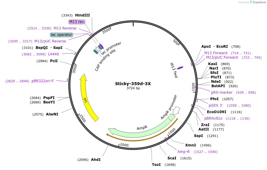 163041-plasmid-map-sequence-id-331057