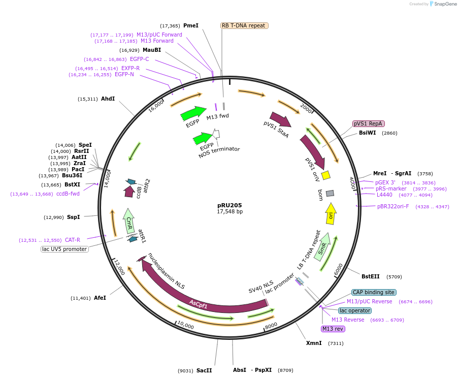167685-plasmid-map-sequence-id-331061
