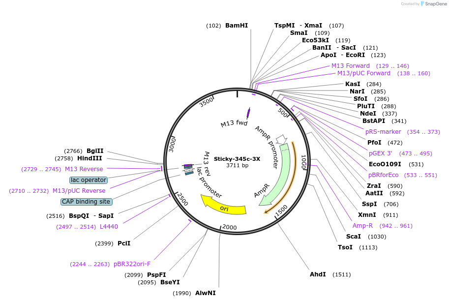 161713-plasmid-map-sequence-id-331062