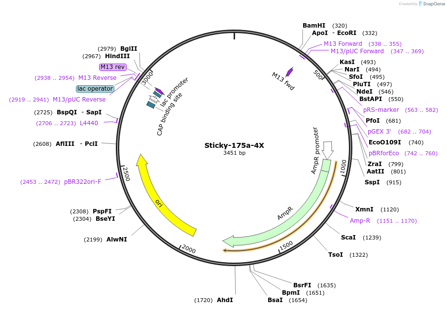 165454-plasmid-map-sequence-id-331068