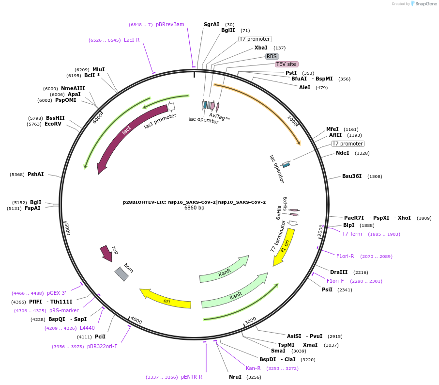 167848-plasmid-map-sequence-id-331075