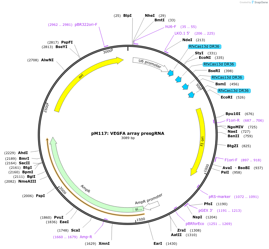 166869-plasmid-map-sequence-id-331084