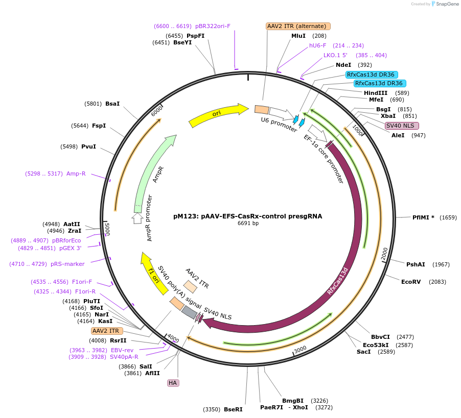 166871-plasmid-map-sequence-id-331085