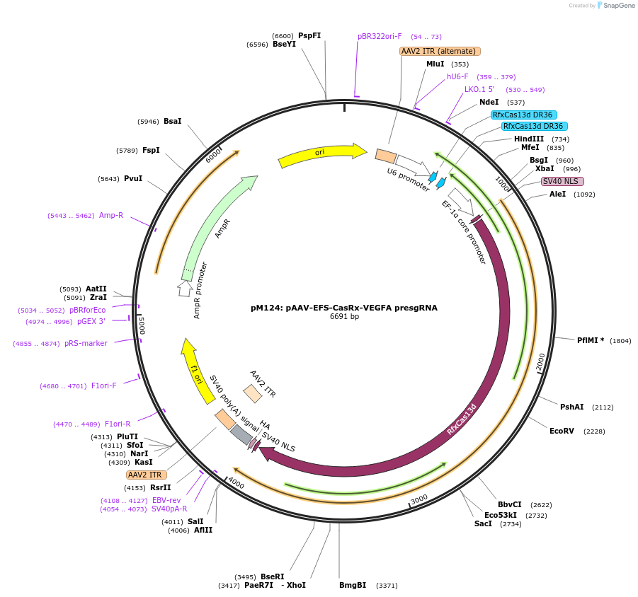 166872-plasmid-map-sequence-id-331086