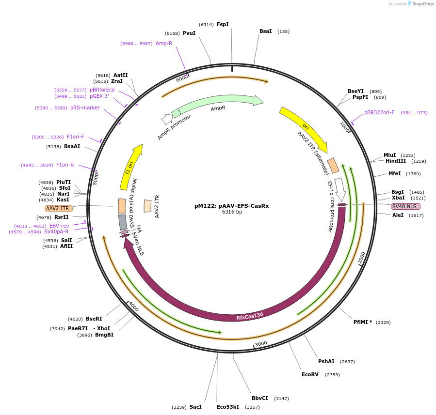 166870-plasmid-map-sequence-id-331087