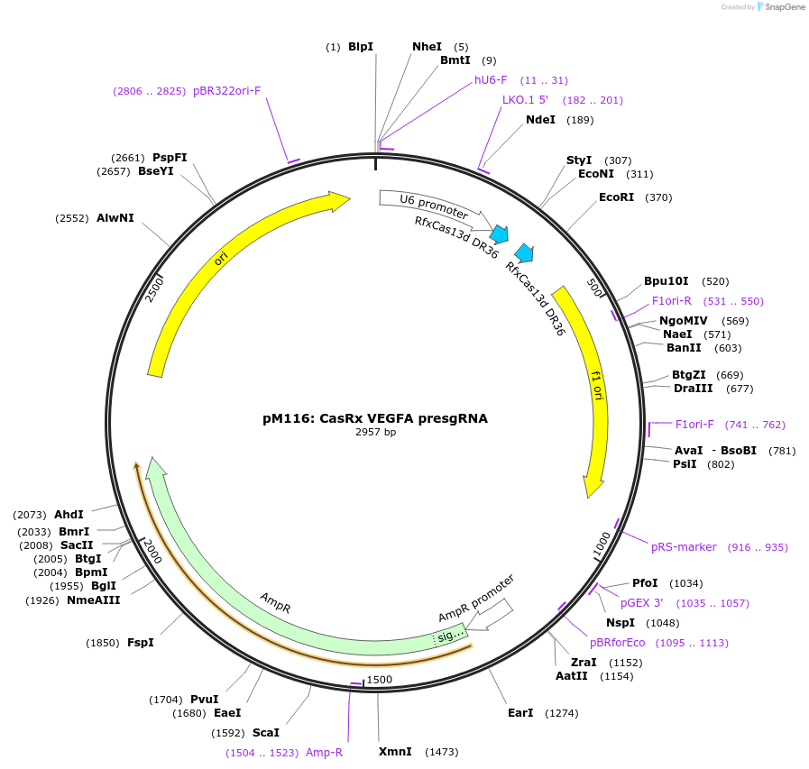 166868-plasmid-map-sequence-id-331088