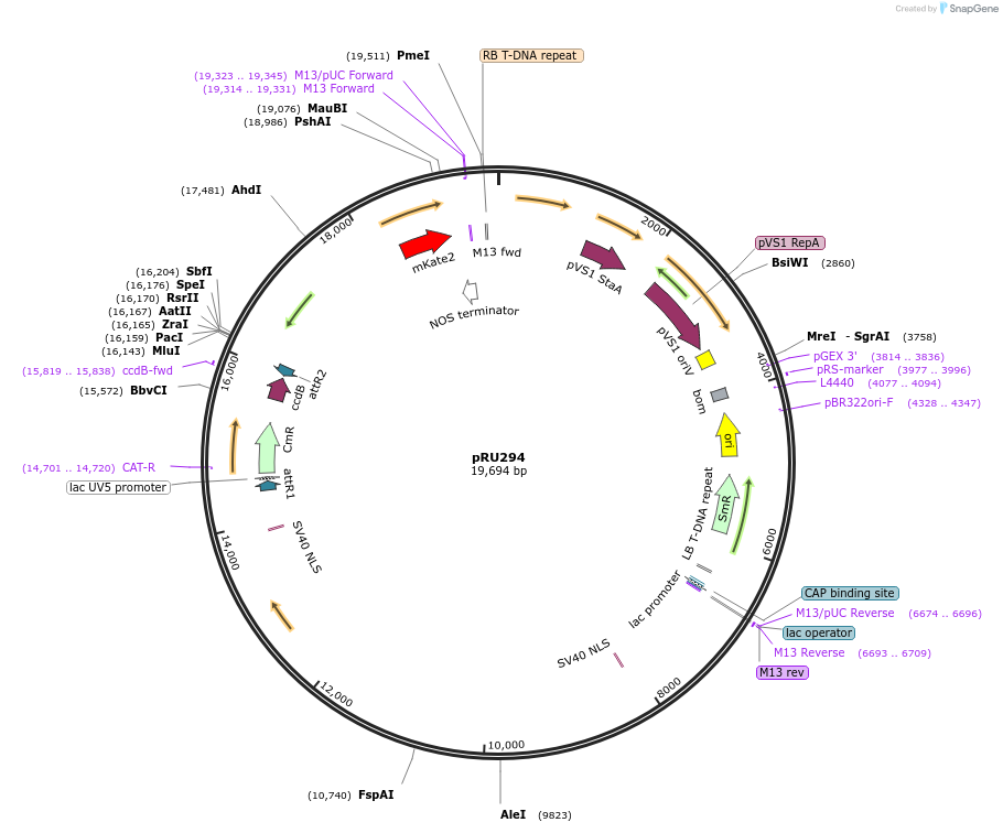 167689-plasmid-map-sequence-id-331095