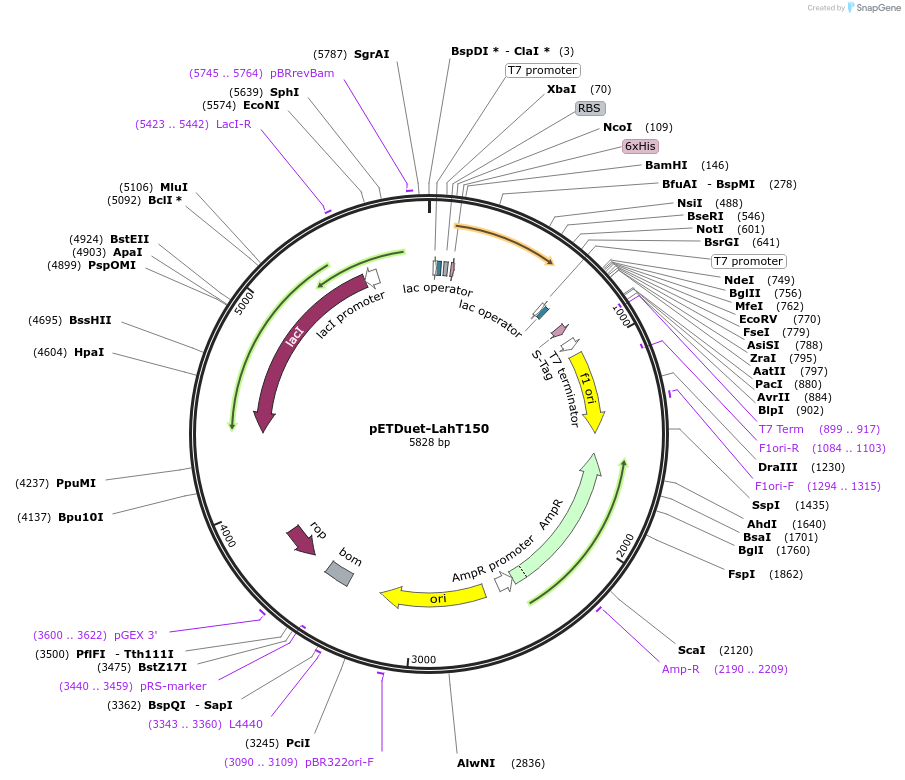 166785-plasmid-map-sequence-id-331113