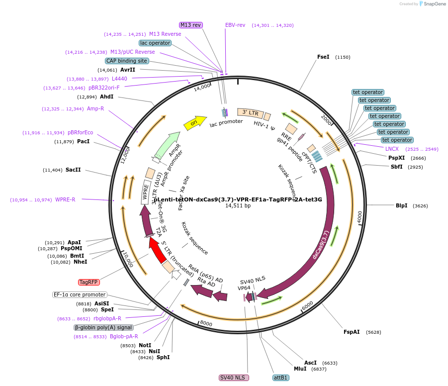 167937-plasmid-map-sequence-id-331121