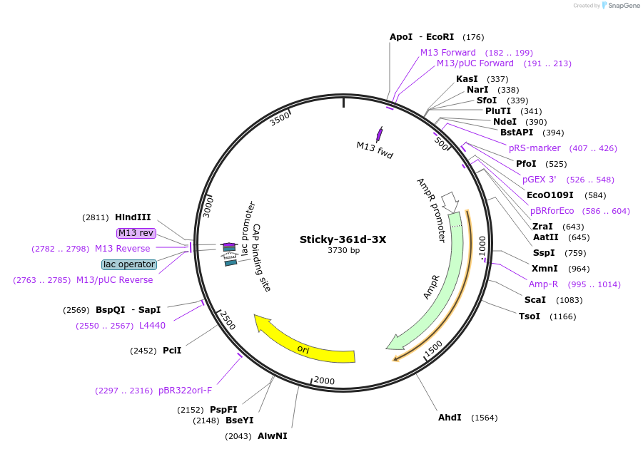 163042-plasmid-map-sequence-id-331126