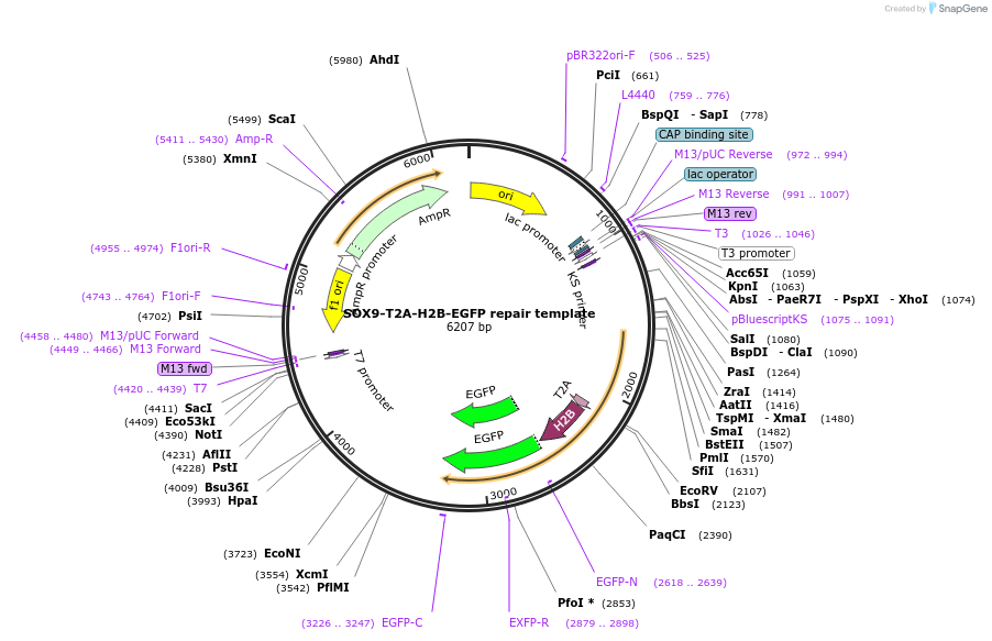 167972-plasmid-map-sequence-id-331137