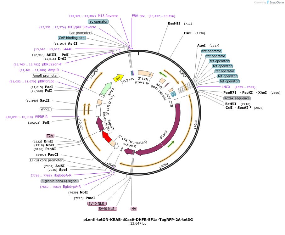 167935-plasmid-map-sequence-id-331141