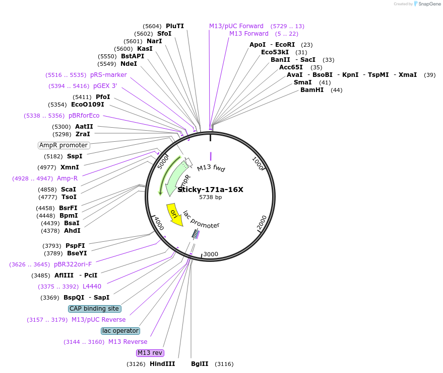 165452-plasmid-map-sequence-id-331142