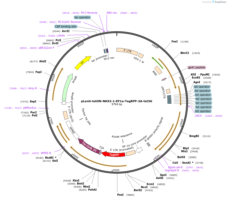 167942-plasmid-map-sequence-id-331143